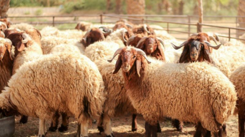 زراعة الكورة تحذر مربي الثروة الحيوانية من موجة الحر