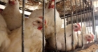 الصناعة والتجارة: 166 مخالفة منذ تحديد السقوف السعرية للدجاج