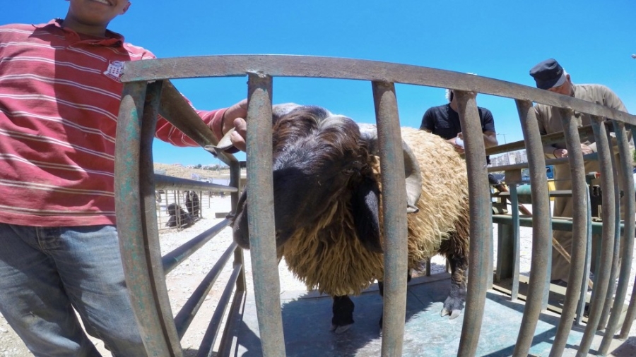 وزير الزراعة : توفير 650 ألف رأس للأضاحي من الخراف المحلية والمستوردة