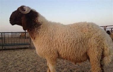 وزير الزراعة يكشف سبب إرتفاع أسعار الأضاحي