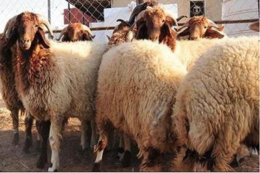 بلدية إربد الكبرى تبدأ بإزالة حظائر الأضاحي