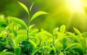 المركز الوطني للبحوث الزراعية يحذر من تأثير ارتفاع درجات الحرارة على الحيوانات والنباتات