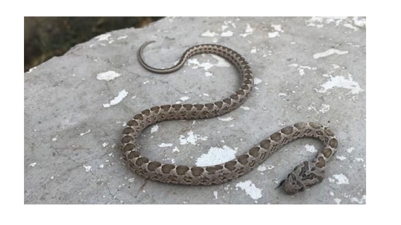 أفعى فلسطين حديث الساعة في لواء بني كنانة.. نصائح وإرشادات