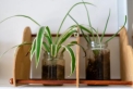 نباتات منزلية تجدد الهواء في البيت أثناء الطقس الحارّ