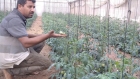 مركز حقوقي فلسطيني: الاحتلال يدمر القطاع الزراعي خلال عدوانه على قطاع غزة