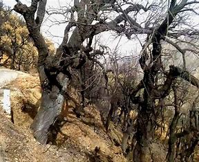 الحرائق تأتي على الأخضر والظاهرة في ازدياد