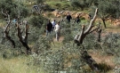 مستوطنون يقطعون أشجاراً  غرب رام الله