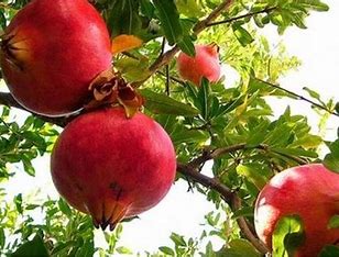 بدء حملة رش بساتين الرمان في مناطق لواء بني كنانة