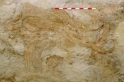 بقايا أفيال في غرناطة عمرها مليون عام