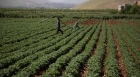 وزارتا الزراعة والعمل تناقشان مشكلات العمالة الزراعية في الأردن