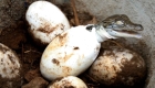 العثور على 106 بيضات تماسيح نادرة في كمبوديا