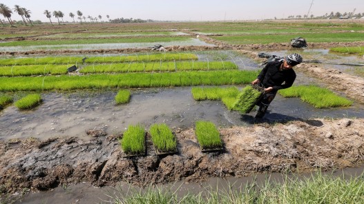 العراق يستأنف زراعة الأرز بسلالة جديدة تستهلك مياها أقل