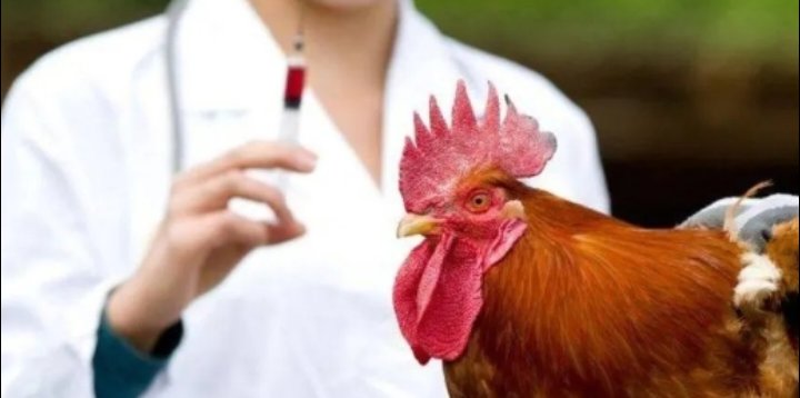 نقابة الأطباء البيطريين الأردنيين تصدر بياناً حول مرض النيوكاسل الذي يصيب الدجاج