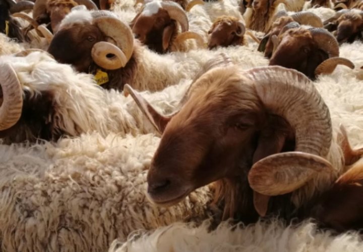 زراعة المفرق: مهرجان الأغنام والمنتجات الريفية 29 الشهر الحالي