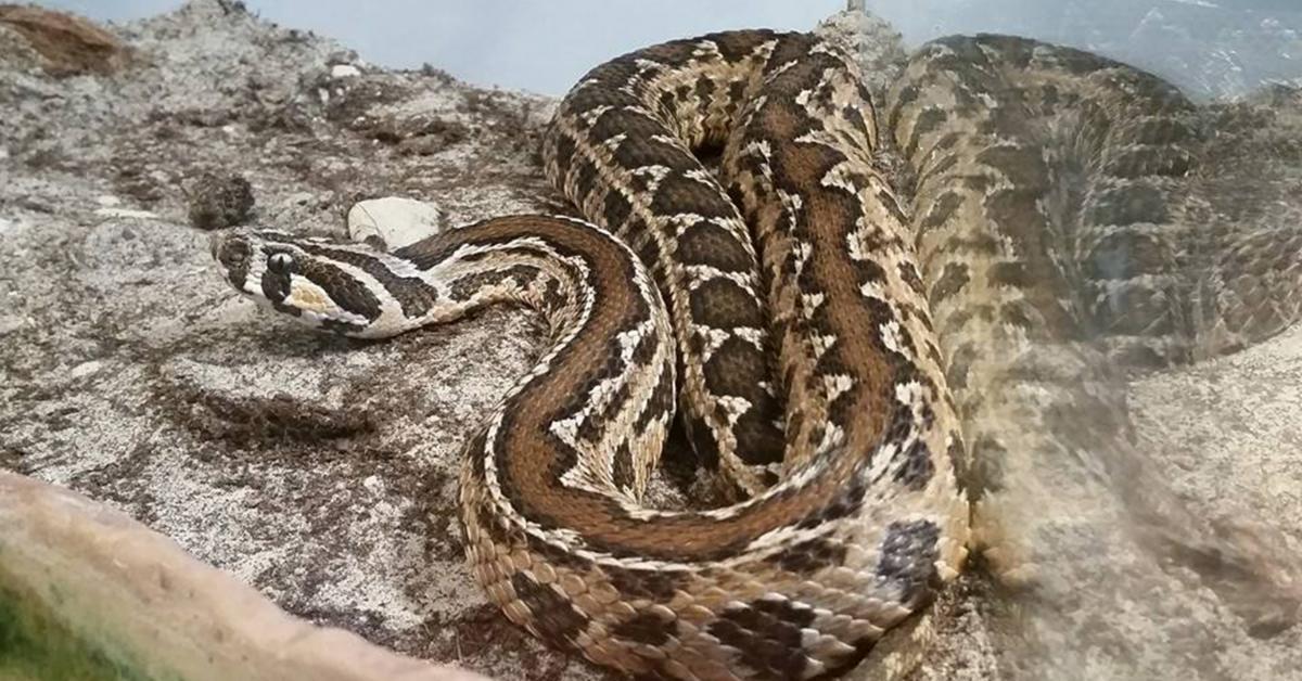 العثور على افعى فلسطين في منزل بشفا بدران