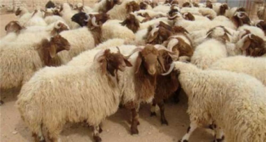 بدء حملة لترقيم الأغنام في الأغوار الشمالية