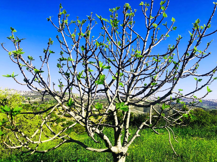طقس صيفي عادي الأربعاء وحار نسبيا في أغلب المناطق الخميس
