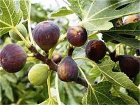 زراعة لواء الوسطية تحذر المزارعين من ذبابة شجر التين وتشقق الثمرة