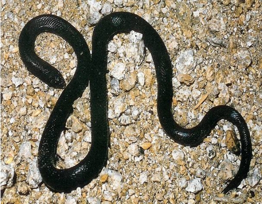 وفاة فتاة بعد تعرّضها لـ لدغة الخبيث الأسود بالأغوار الشمالية