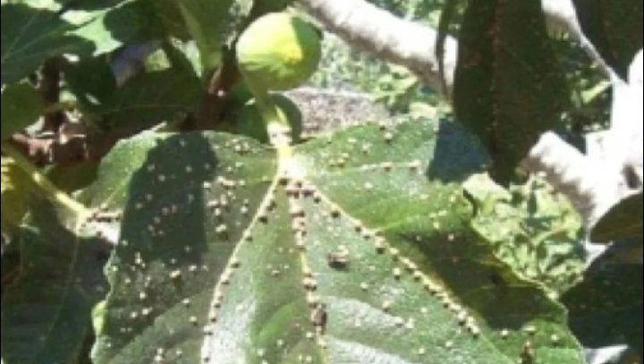 جرب التين يسبب خيبة أمل للمزارعين في جرش.. ومكافحته تستعصي عليهم