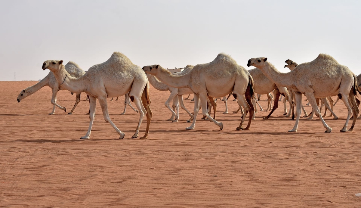 السعودية الخامسة عالمياً في عدد الإبل