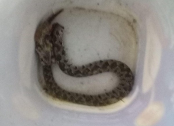 شاهد ماذا فعلت أفعى فلسطين بطفل في الزرقاء (صورة)