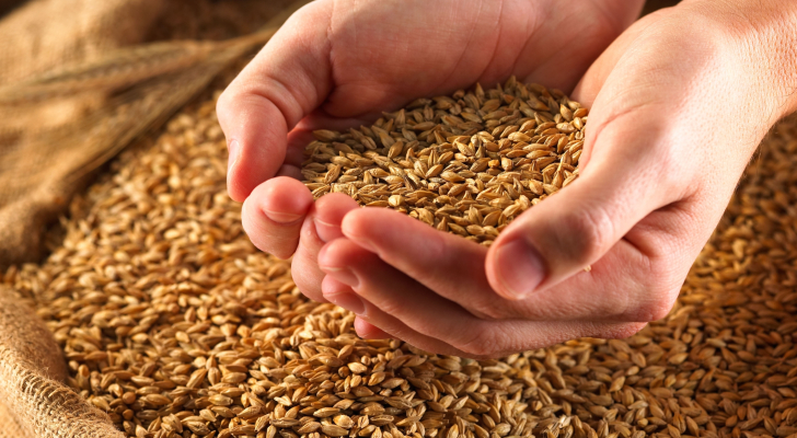 Ministry floats tenders to purchase wheat#44; barley