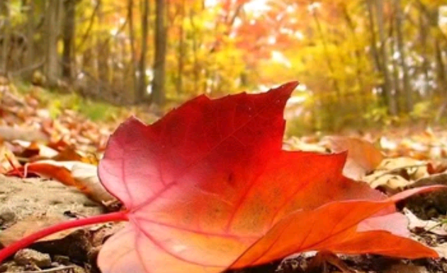 في أول أيام الخريف .. فرص للأمطار في الاردن و12 دول عربية