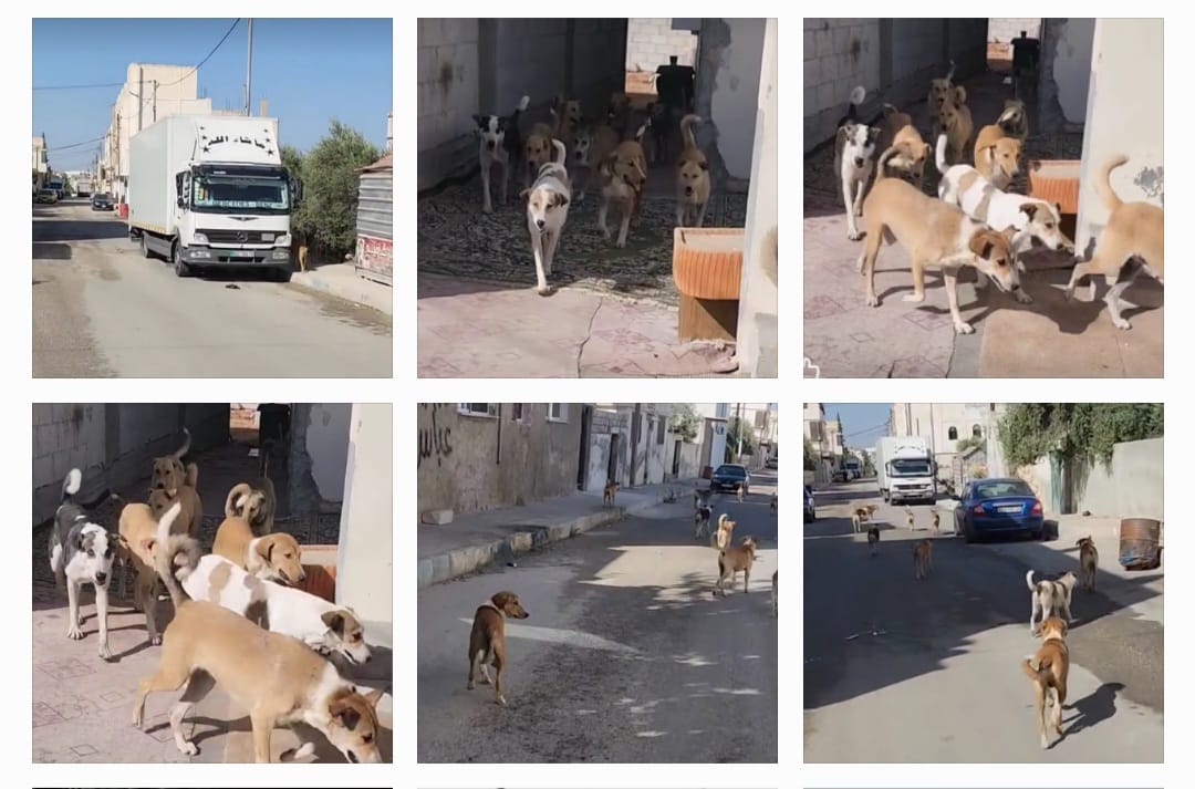 ظاهرة انتشار الكلاب الضالة في لواء الرمثا تشكل خطر كبير يهدد حياة العامة.. صور