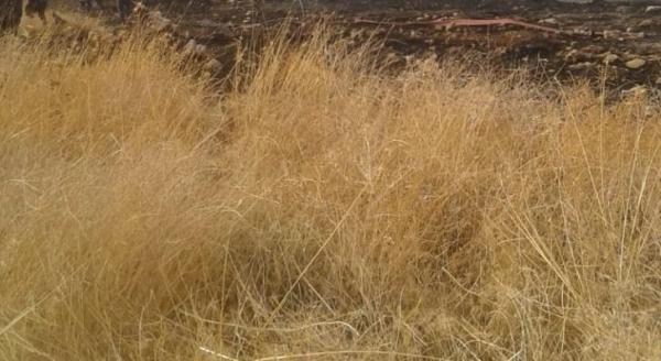 مواطنون يطالبون بتكثيف حملات إزالة الأعشاب الجافة في الكرك