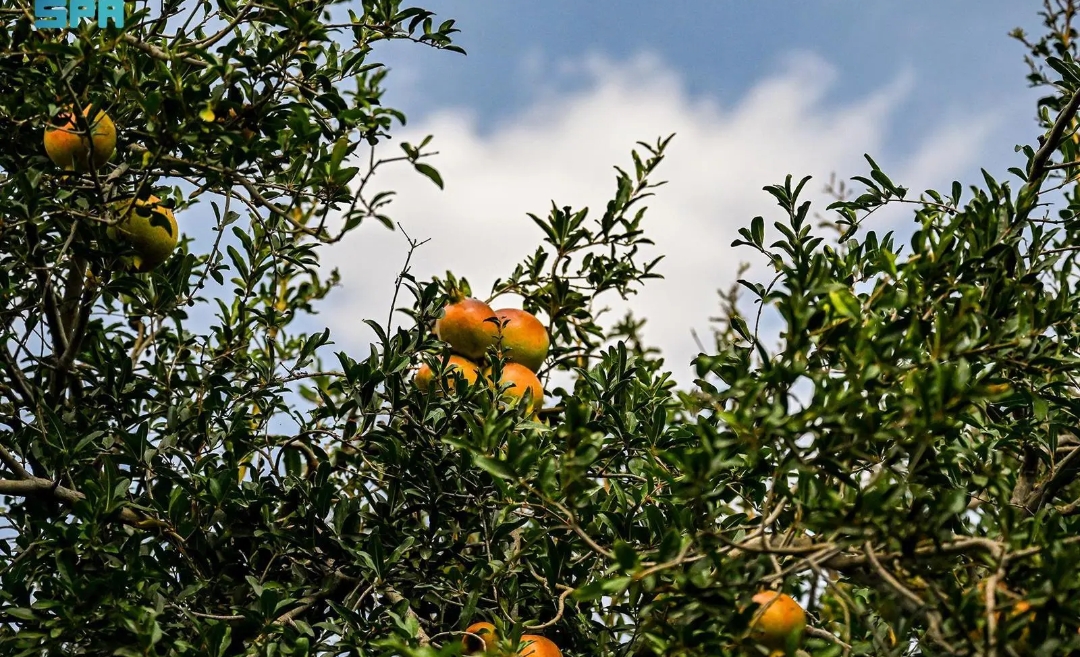 بدء موسم قطف الرمان في لواء الكورة
