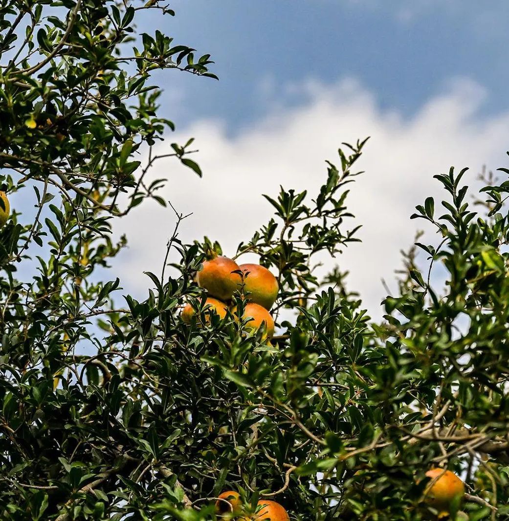 بدء موسم قطف الرمان في لواء الكورة