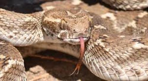 مصدر في الصحة: إنتاج أمصال الأفاعي السامة في الأردن مستحيل