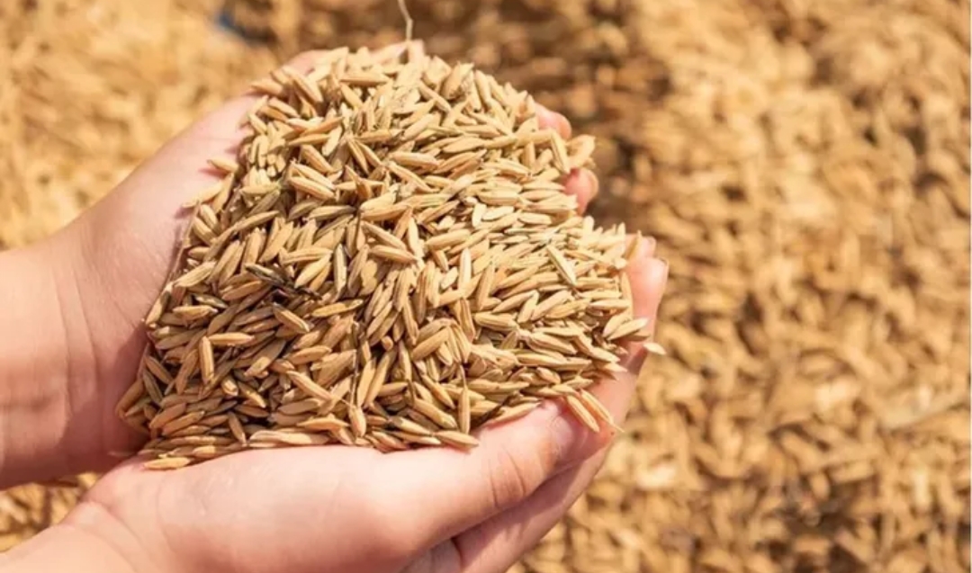 عطاء لشراء 120 ألف طن من الشعير .. وعطاءات حكومية أخرى