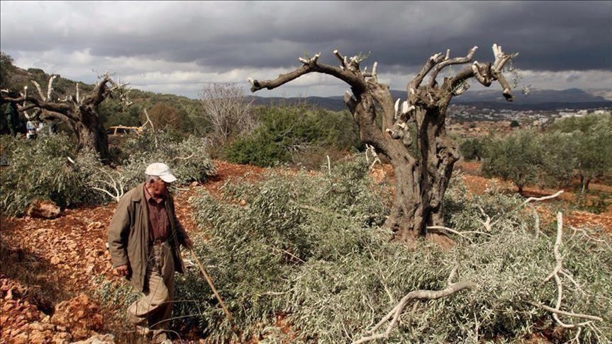 مستوطنون يقطعون عشرات أشجار الزيتون غرب بيت لحم