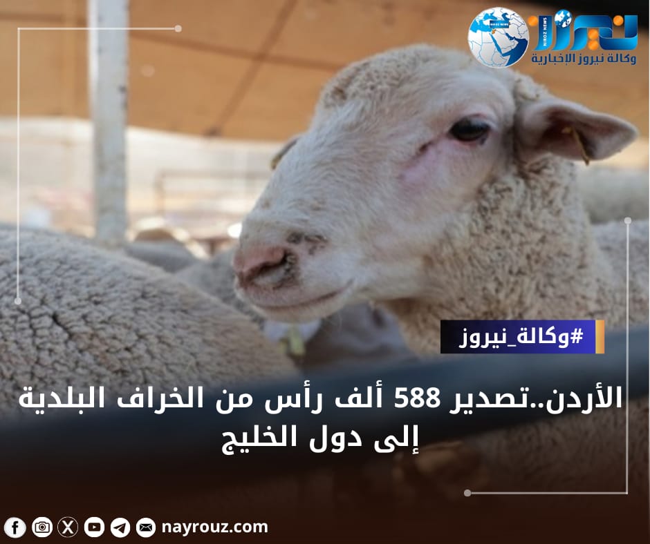 تصدير 588 ألف رأس من الخراف البلدية إلى دول الخليج في رقم قياسي