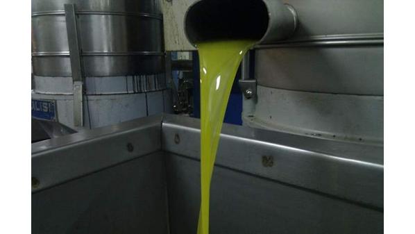 أصحاب المعاصر: 147 معصرة زيت زيتون في الأردن تغطي حاجة السوق