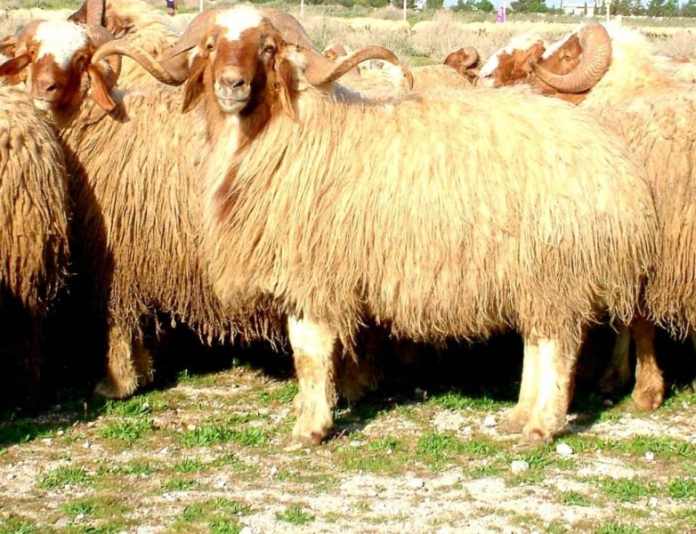 الزراعة: صادرات الاغنام لهذا العام تتجاوز الــ 592 الف رأس