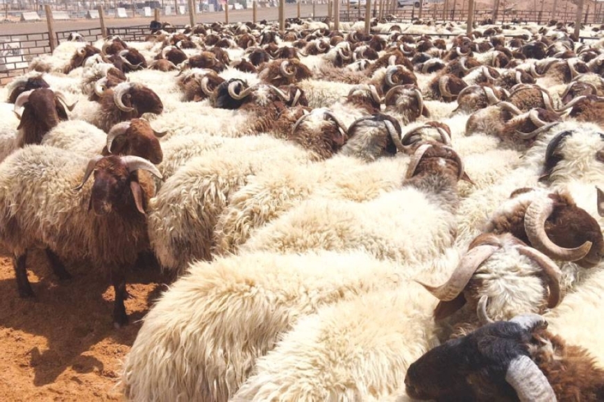 الزراعة تعلن انتهاء محصول الخراف المعدة للتصدير للعام 2024