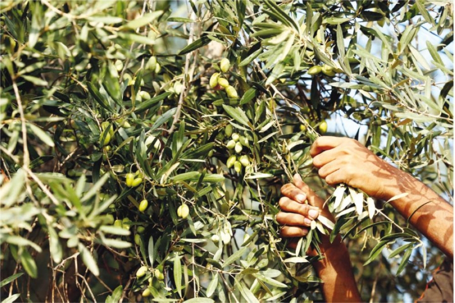 مدير زراعة الوسطية: قطف الزيتون يدوياً هو الأفضل للحصول على زيت بجودة عالية