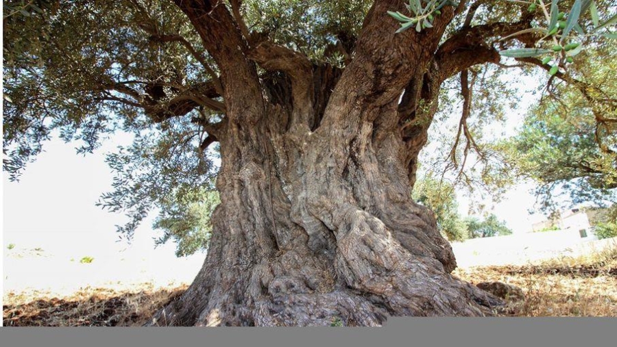 إطلاق مبادرة عجلون عاصمة للزيتون