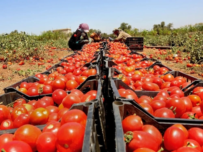 الحكومة توافق على دعم صادرات البندورة بواقع 50 دينار للطن