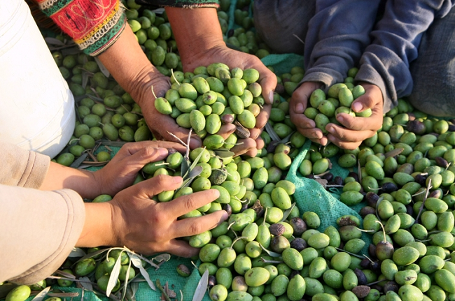 دعوة لتأخير قطاف الزيتون في الاردن