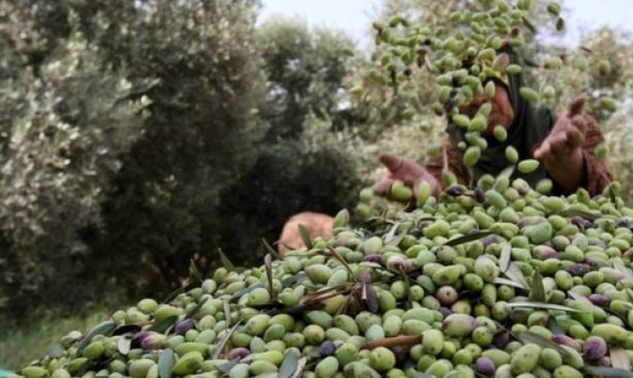 زراعة اربد تدعو مزارعي الزيتون الى تأخير عملية القطاف