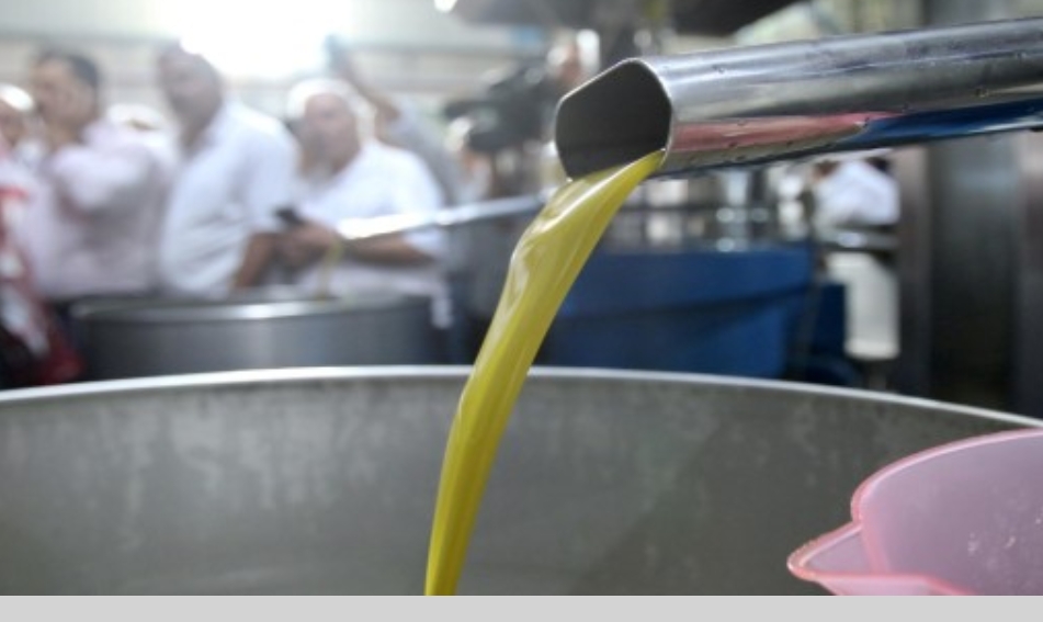 معاصر الزيتون تفتح أبوابها اليوم