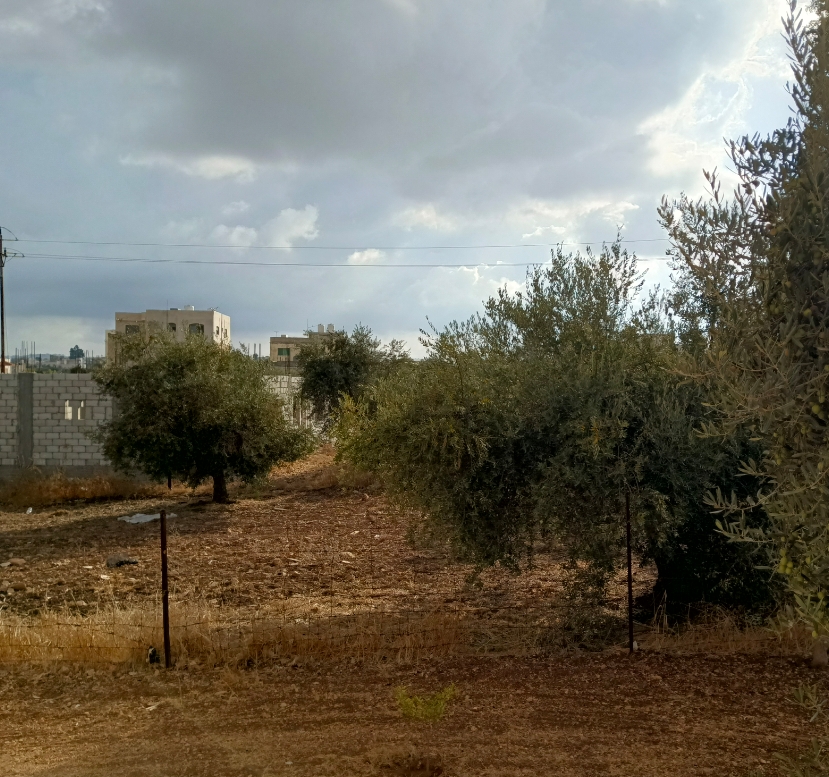 الأرصاد توضح تفاصيل حالة الطقس لأربعة أيام