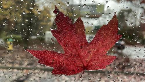 أجواء خريفية خلال نهاية الأسبوع وامطار خفيفة يوم السبت