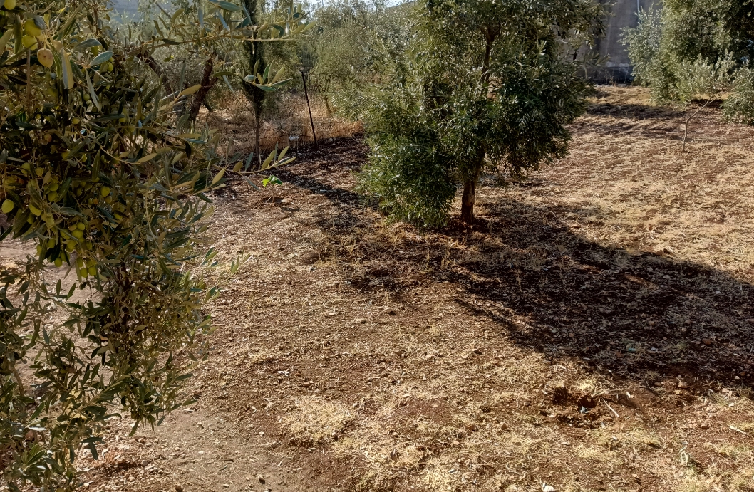 أجواء خريفية لطيفة في أغلب المناطق حتى الأحد