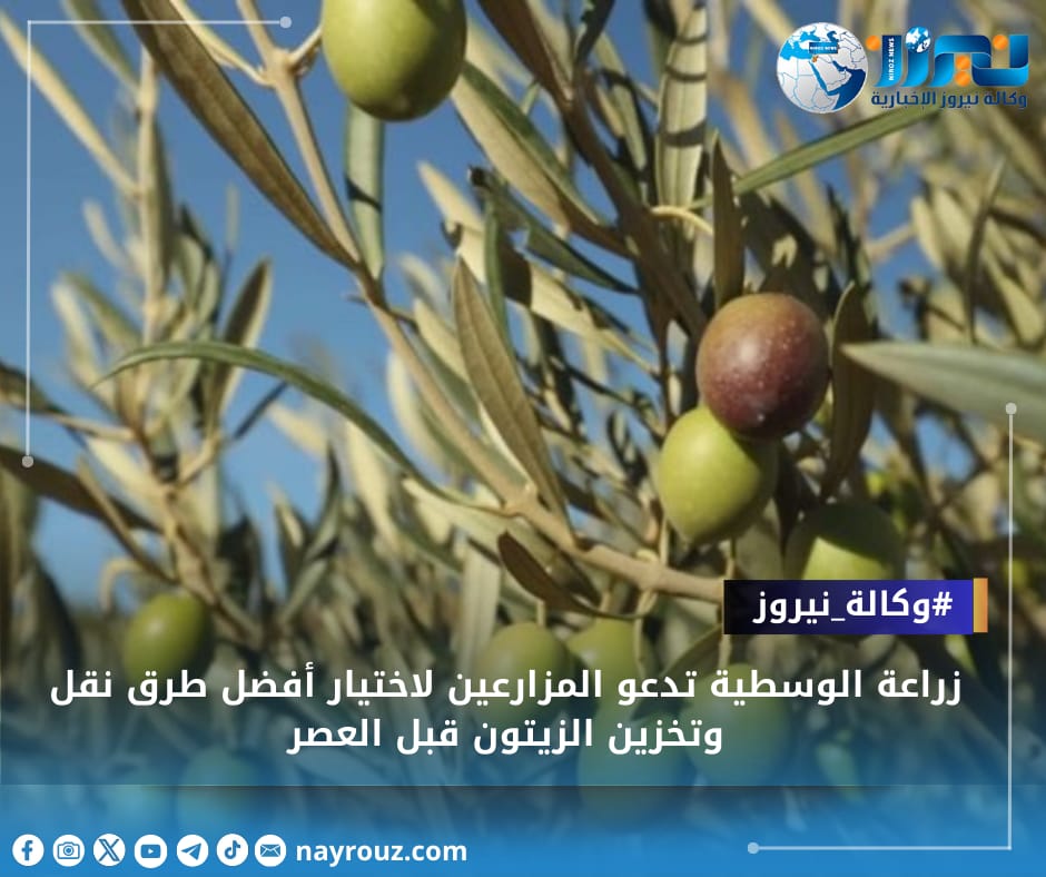 زراعة الوسطية تدعو المزارعين لاختيار أفضل طرق نقل وتخزين الزيتون قبل العصر