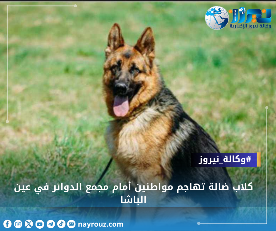 كلاب ضالة تهاجم مواطنين أمام مجمع الدوائر في عين الباشا